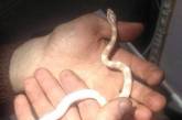 В Киеве семья обнаружила змею в стиральной машине
