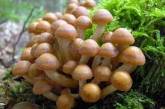 Купила на Привозе: в Одессе девушка отравилась дикорастущими грибами