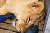 Під Києвом врятували двох доведених до крайнього виснаження левів (фото)
