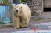 З'явилося відео, як ведмедиці у зоопарку приймають подарунки до Дня полярного ведмедя