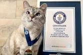 Кішка із США заробила 100 млн доларів