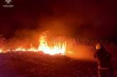За добу на Миколаївщині вигоріло 18 гектарів території (фото, відео)