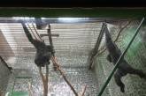 У Миколаївському зоопарку показали відвідувачам, як годують мавп
