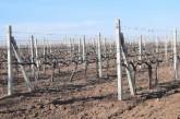 В Николаевской области собрали почти 20 тысяч тонн винограда: больше, чем до войны