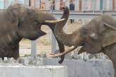 У Миколаївському зоопарку показали зустріч слонів після розлуки (фото)