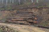 Окупанти масово вивозять український ліс