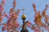 У центрі Миколаєва зацвіли «Сакури надії» (фоторепортаж)