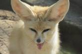 У літні вольєри миколаївського зоопарку повернулися мініатюрні лисиці (фото)