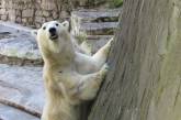 В Николаевском зоопарке отмечают День медведя (фото)