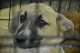 «Не спихнуть, а спасти»: в Николаеве искали хозяев для бездомных собак. ФОТОРЕПОРТАЖ