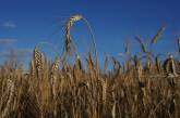 Китай отказался покупать российское зерно, - Bloomberg