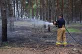 В Николаевской области произошел пожар в лесу