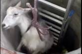 В селе под Николаевом спасли козу, которая упала в колодец (видео)
