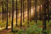На Миколаївщині 4 га лісу вартістю 80 мільйонів незаконно віддали під сільське господарство