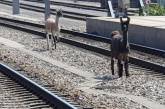 В Австрии беглые ламы из цирка заблокировали движение поездов