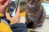 В Укрэнерго показали кошку Азу, живущую на полуразрушенной россиянами подстанции