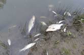 В Николаевской области из-за подтопления начался мор рыбы