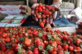 В Україні різко подешевшала полуниця