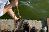 Экоинспекция снова исследовала воду в акваториях реки Ингулец и Днепро-Бугского лимана