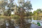 На Миколаївщині було підтоплено майже 654 га лісу: вода піднімає міни