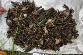 У Миколаївській області браконьєри наловили раків: збитки оцінили у 1,6 млн грн