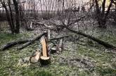 В Николаевской области браконьеры нарубили деревья на ₴33 тысячи