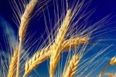 Бунт у Росії та посухи у США спровокували різке зростання цін на пшеницю