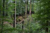 В Николаевской области суд возвратил государству земли леса стоимостью 586 млн грн