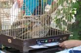 В Николаевском зоопарке сова торжественно погасила новый почтовый выпуск, посвященный разведке