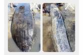 На раніше затопленій ділянці Хортиці знайшли унікальний човен - йому може бути до 500 років (відео)