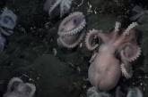 Ученые нашли новый вид осьминогов (видео)