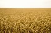 Експорт зернових «просів» майже наполовину