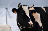 Поліція закрила справу про зґвалтування корови, бо не бачить «нічого кримінального»
