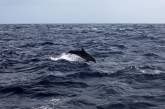У Японії дельфіни покусали людей: вчені пояснили, чому