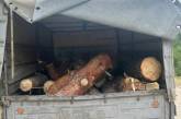 Поліція затримала колишнього миколаївського «чаклуна» за незаконну вирубку лісу