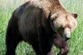 В Винницкой области в поле заметили бурого медведя (видео)