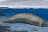 Исследователи обнаружили остатки огромного и давно вымершего кита (видео)