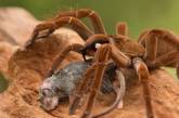 Розміром з обідню тарілку: названо найбільшого павука у світі
