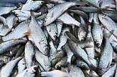 Рыбаки из Николаевской области заплатят около ₴880 тысяч за незаконный вылов рыбы