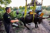 Миколаївські рятувальники витягли корову з вигрібної ями (фото)