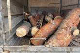 Николаевского «колдуна», спилившего сосны в Балабановке, оштрафовали на 2550 грн
