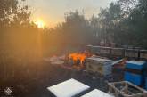 В Николаевской области за сутки пожары охватили 26 га, от огня спасли ульи с пчелами