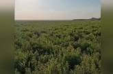 Напоминает поле: как сейчас выглядит Каховское водохранилище (видео)