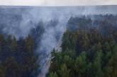 Под Николаевом масштабный пожар: горит лес (фото)