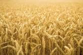 Украина экспортировала более 3,6 миллионов тонн зерна