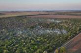 Горело 40 гектаров: масштабный лесной пожар в Николаевской области ликвидирован