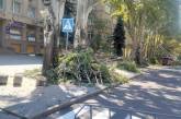 В центре Николаева кронируют деревья — после обрезки от мощных платанов остаются столбы