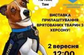 Фонд Куркуріної у Миколаєві шукатиме господарів для собак, врятованих з Херсонської області