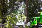 Екологічна інспекція відреагувала на варварський спил дерев у Миколаєві: складено протоколи