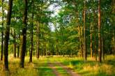 В Николаевской области более 118 га леса отдали предпринимателю под сельхозработы